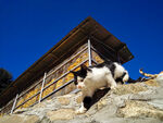 小野猫