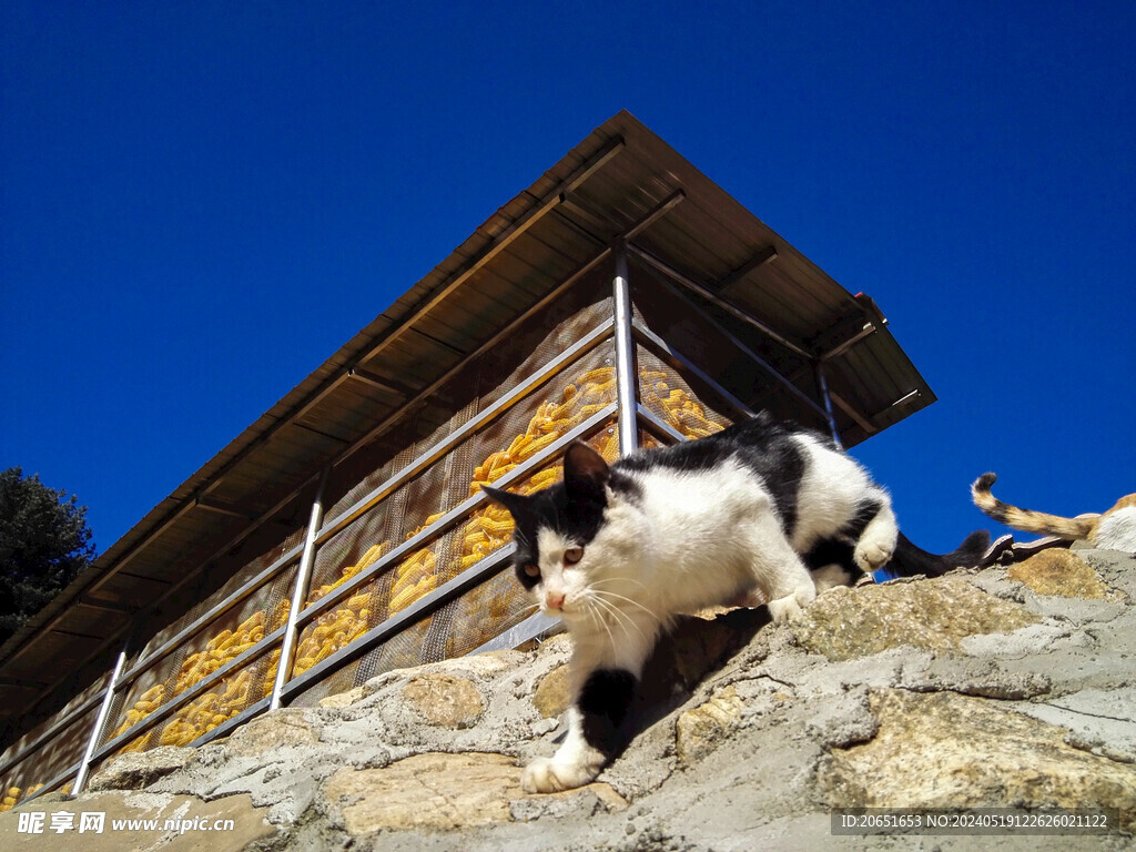 小野猫