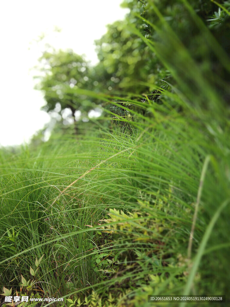 绿草特写