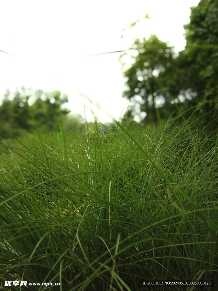 草场特写