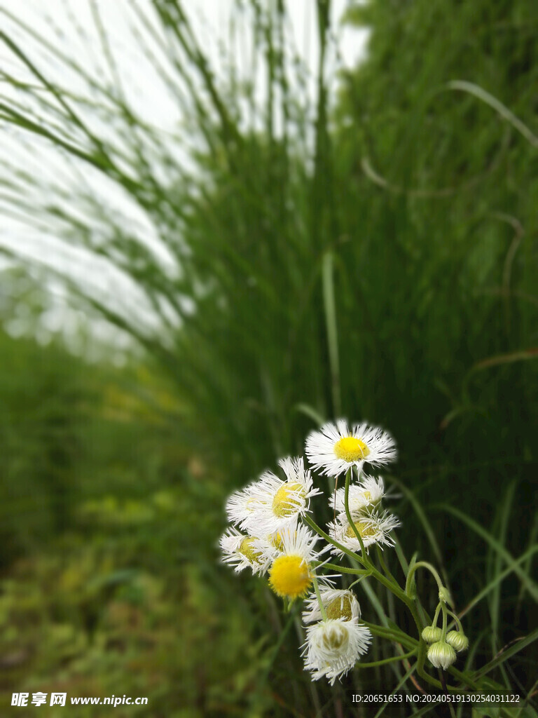 绿草和野菊花