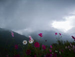 山雾格桑花