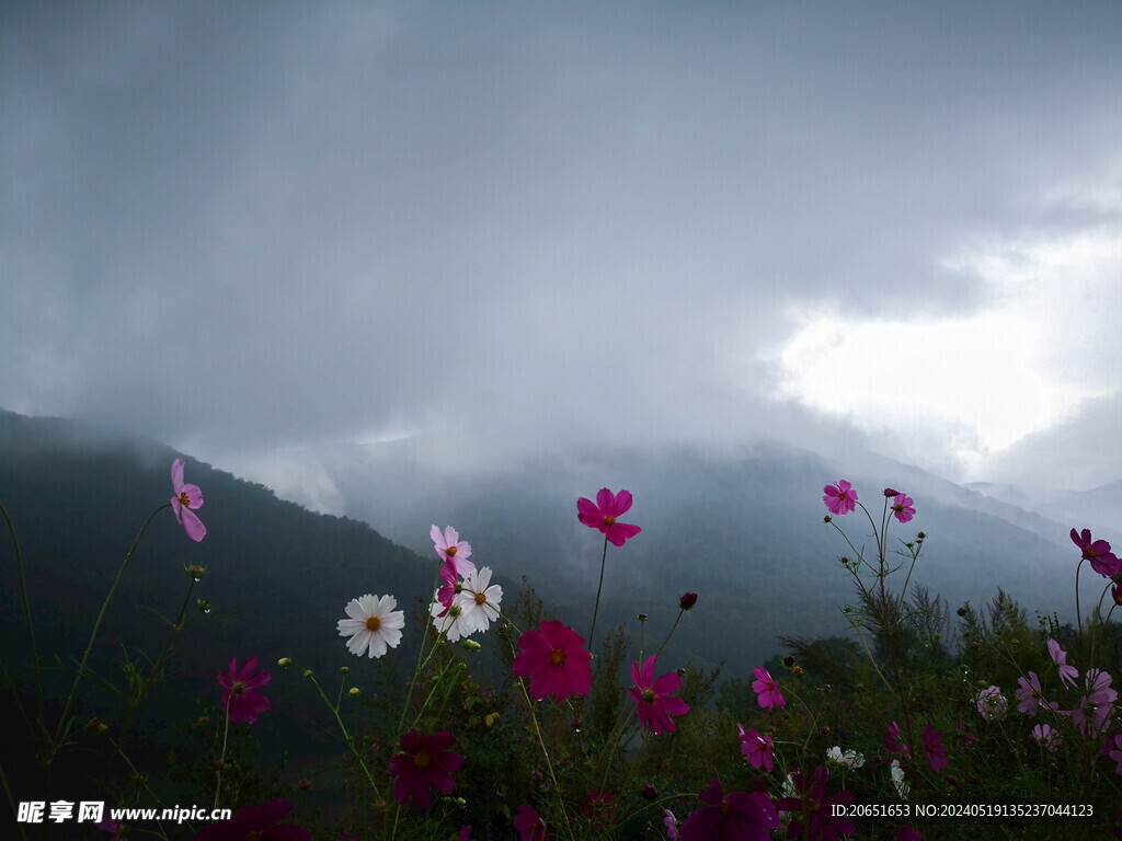 山雾格桑花