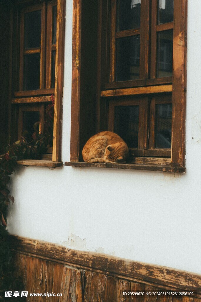 橘猫  