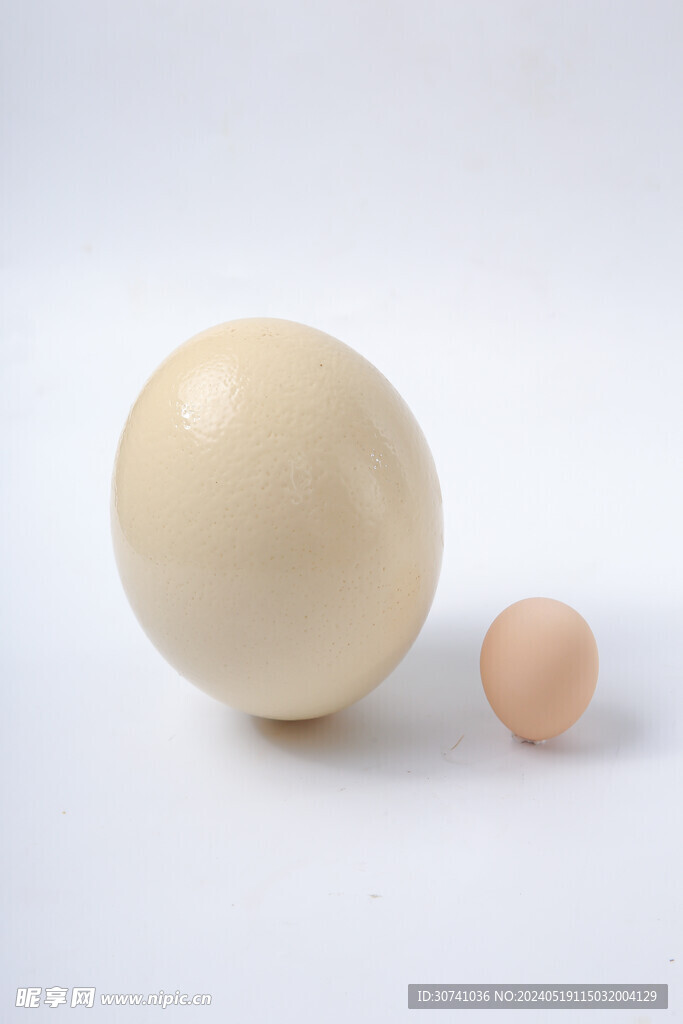 鸵鸟蛋和鸡蛋对比图