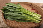 油麦菜苗  