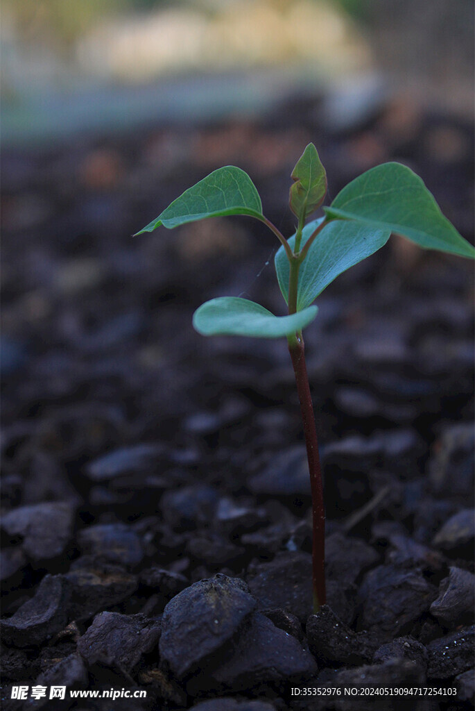 黑土绿芽