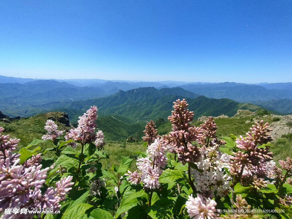 山峦丁香花