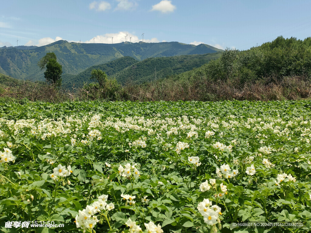 草原风景