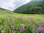 草原风景