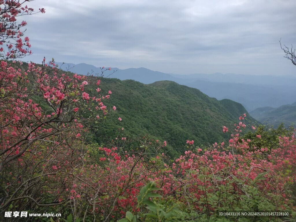 映山红  