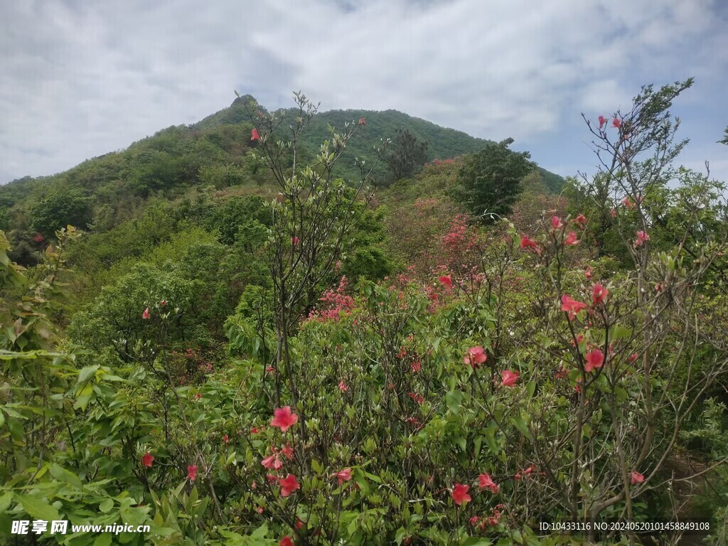 映山红  