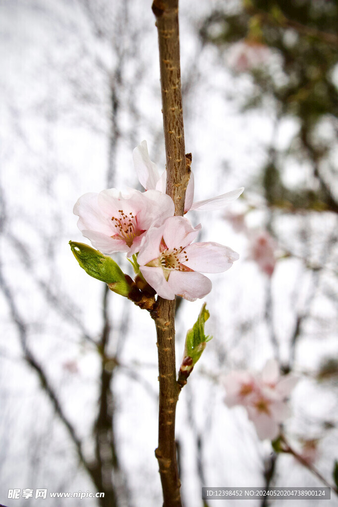 樱花