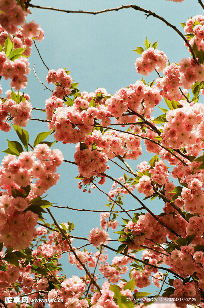 樱花
