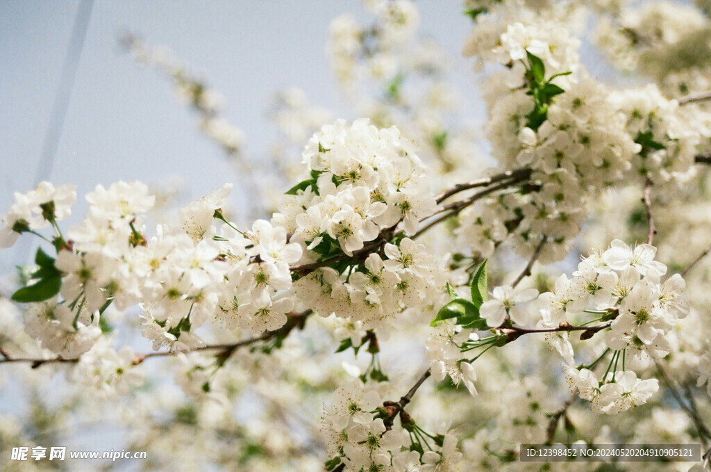樱花