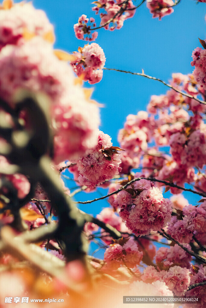 樱花