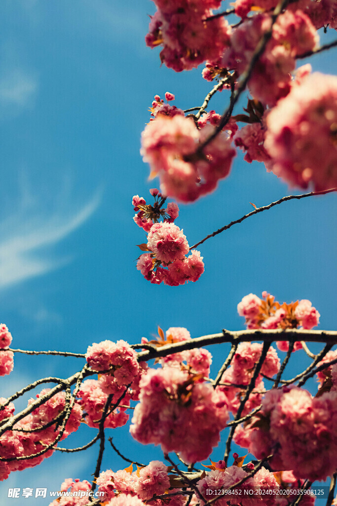 樱花