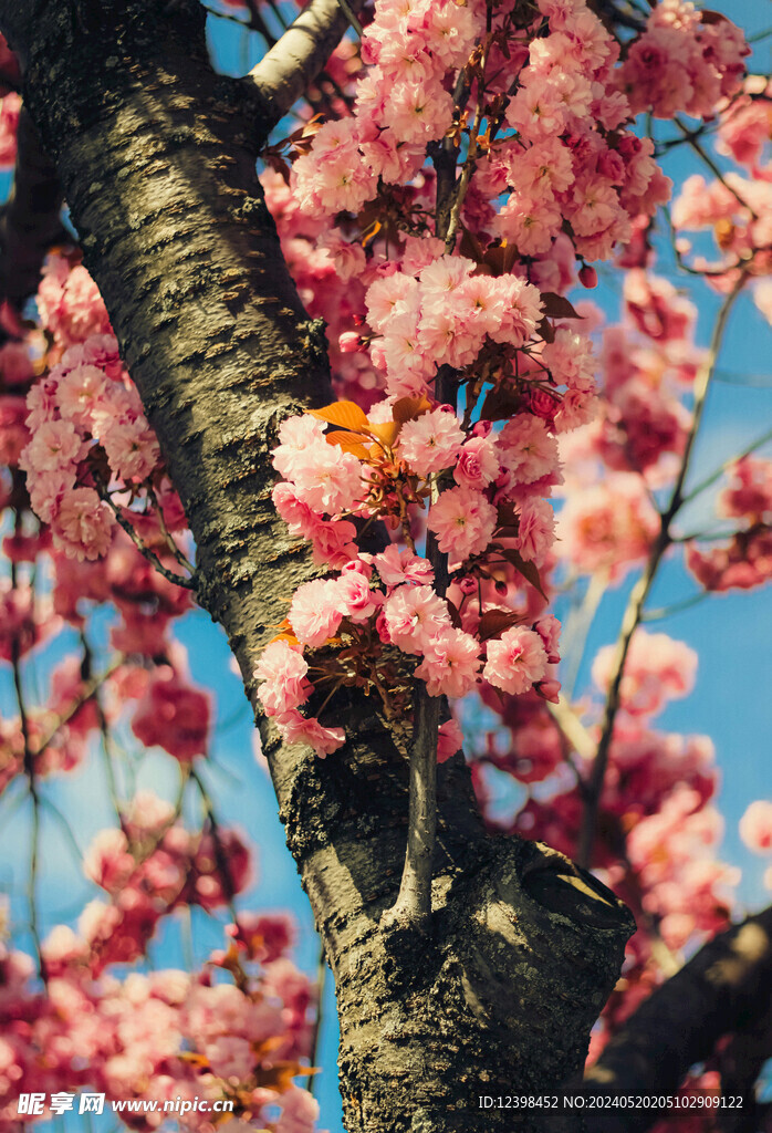 樱花