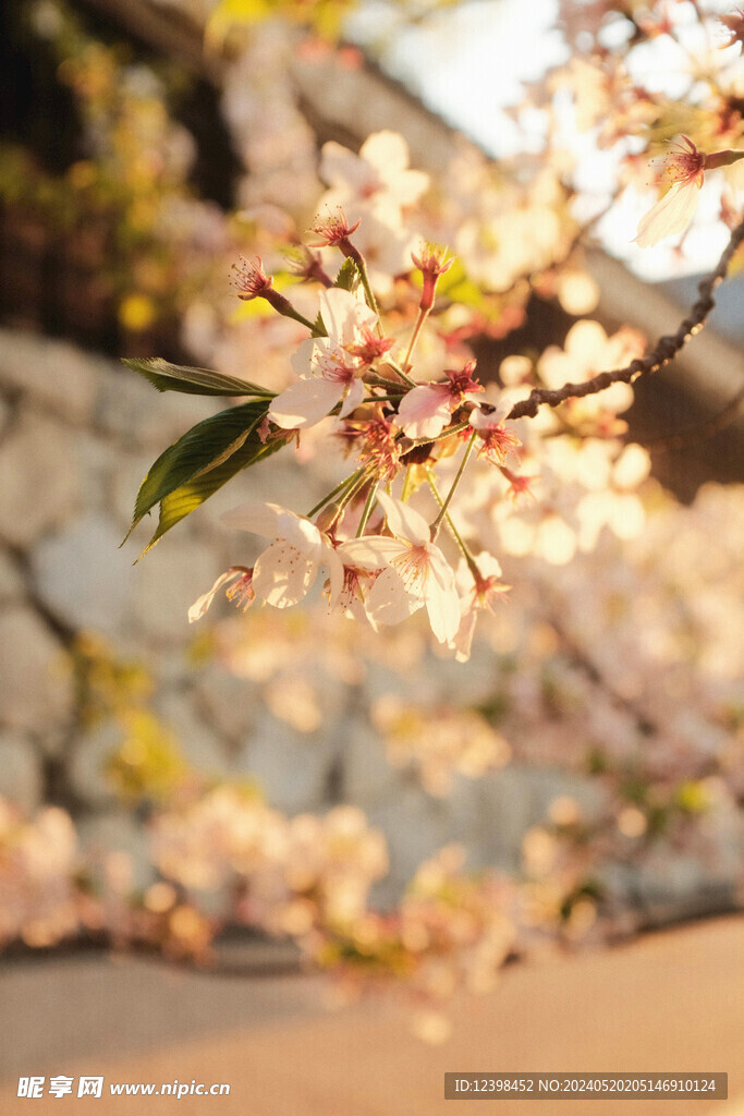 美丽樱花