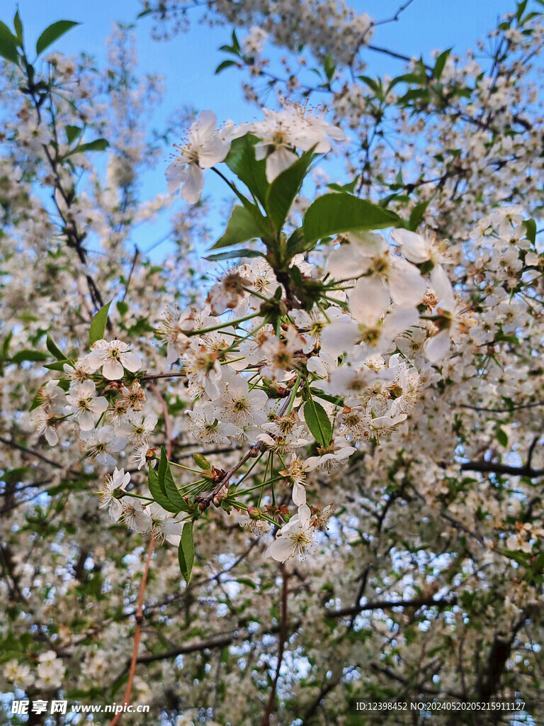樱花