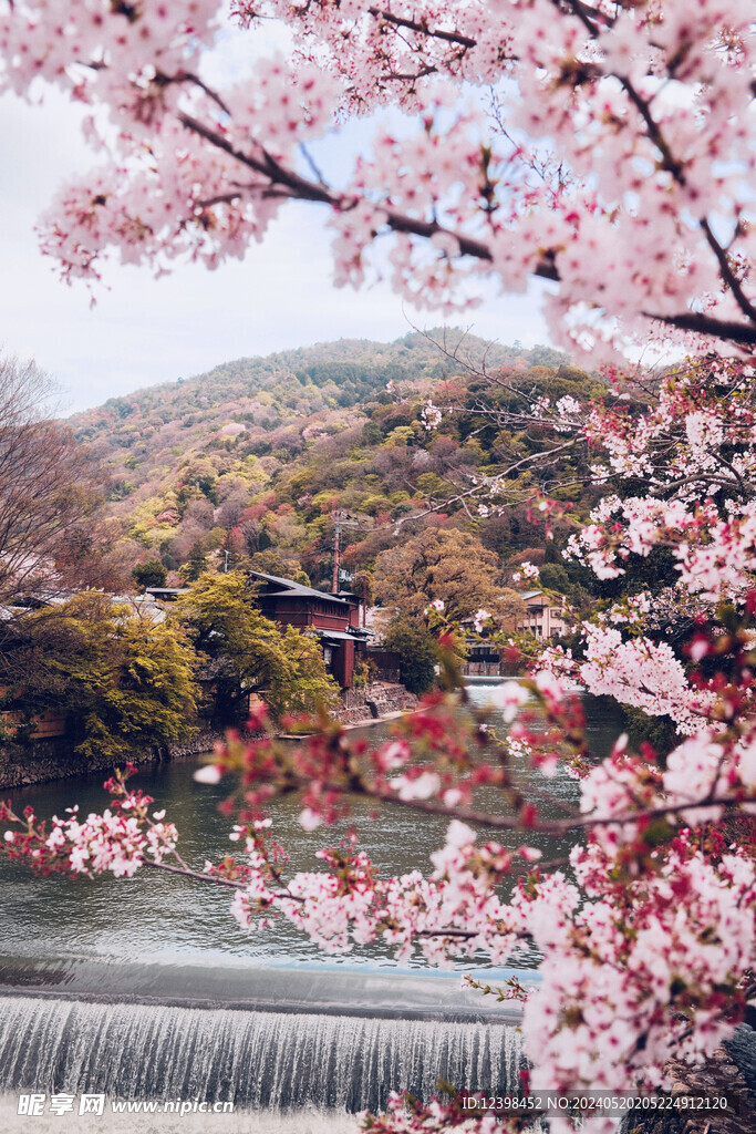 漂亮的樱花