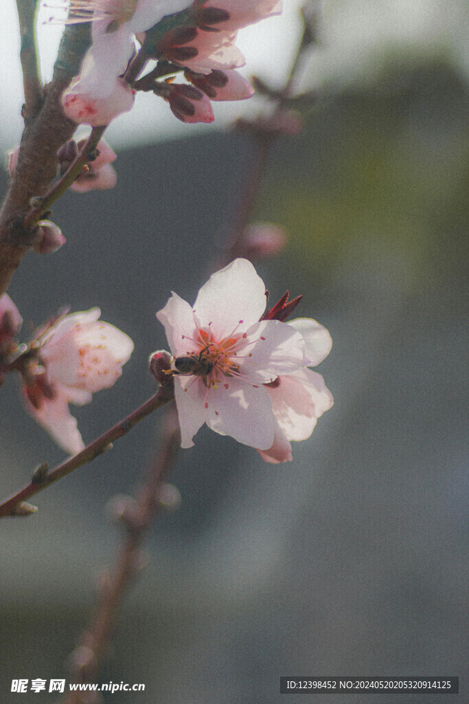 漂亮的樱花