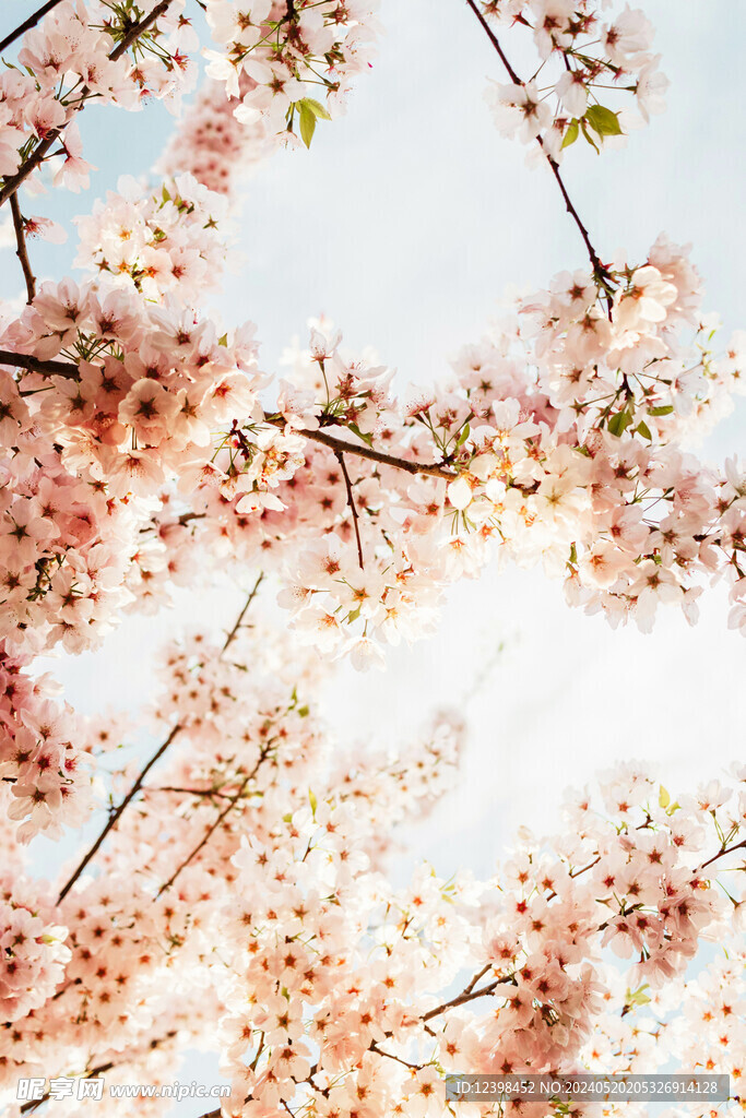 樱花