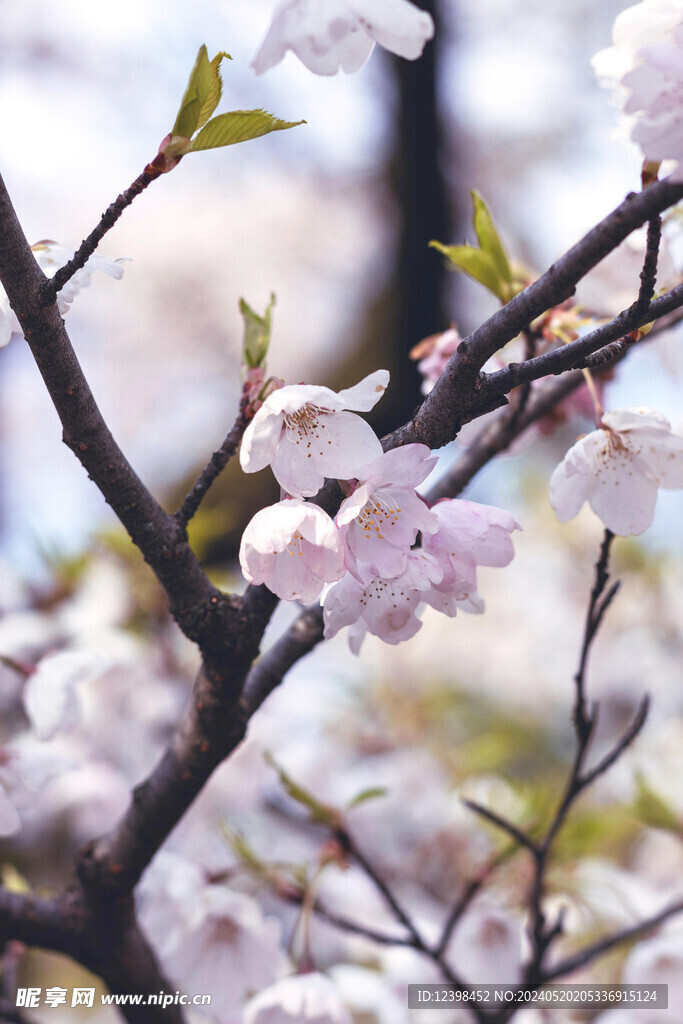 美丽樱花