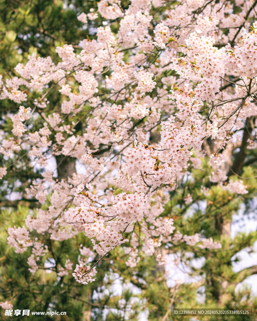 美丽樱花