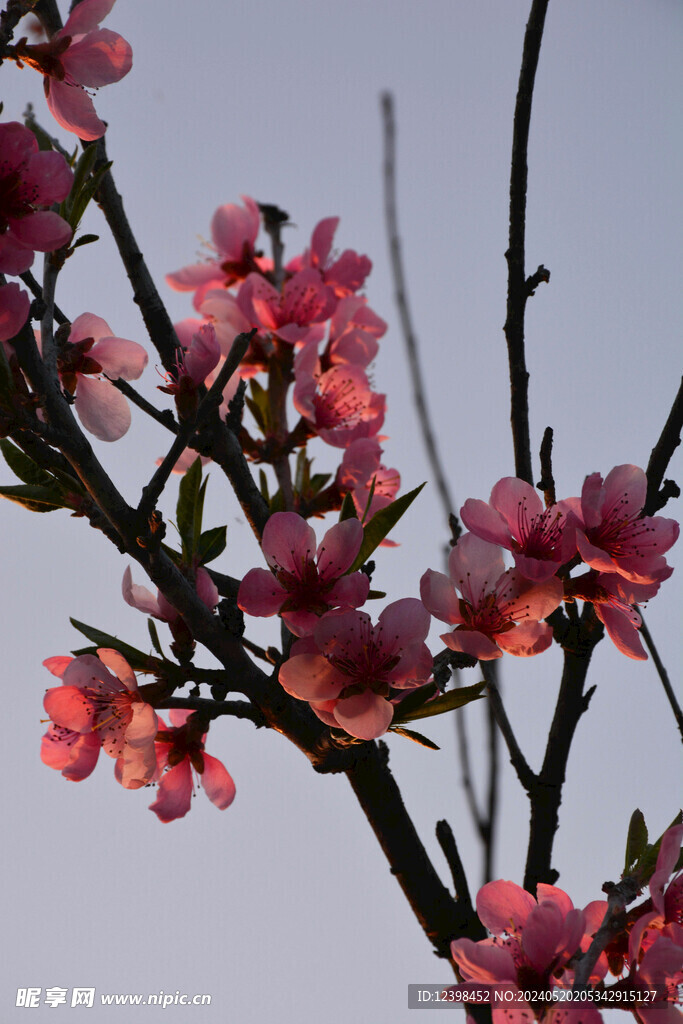 美丽樱花