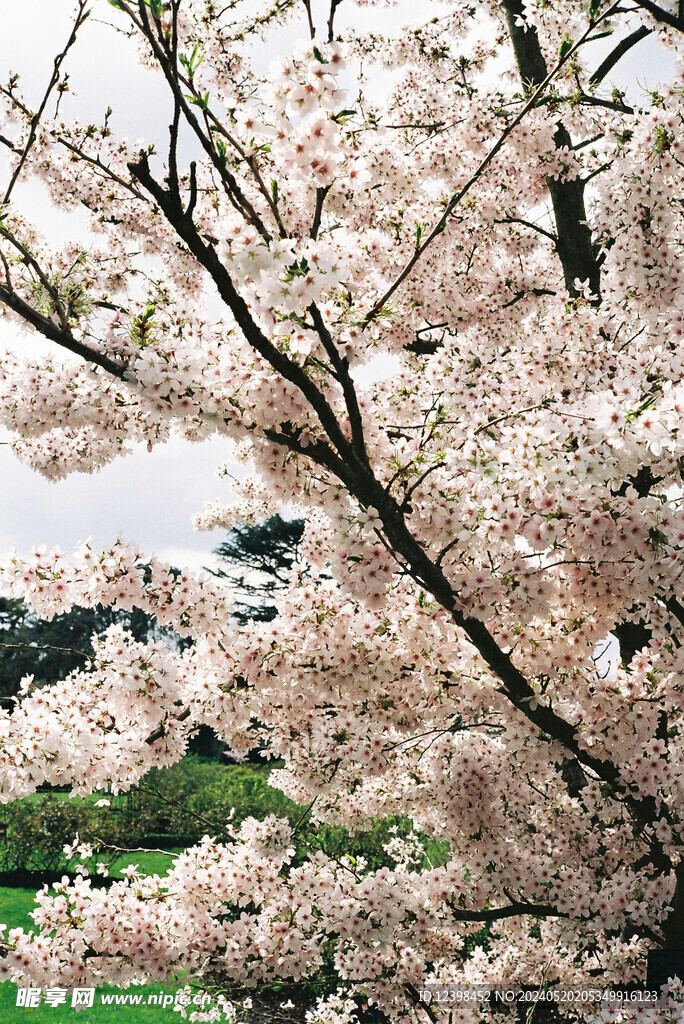 樱花