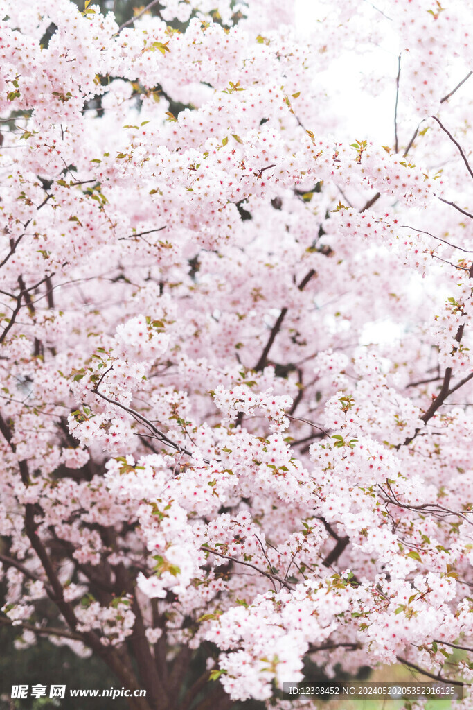 樱花