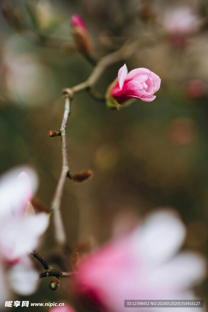 漂亮的樱花
