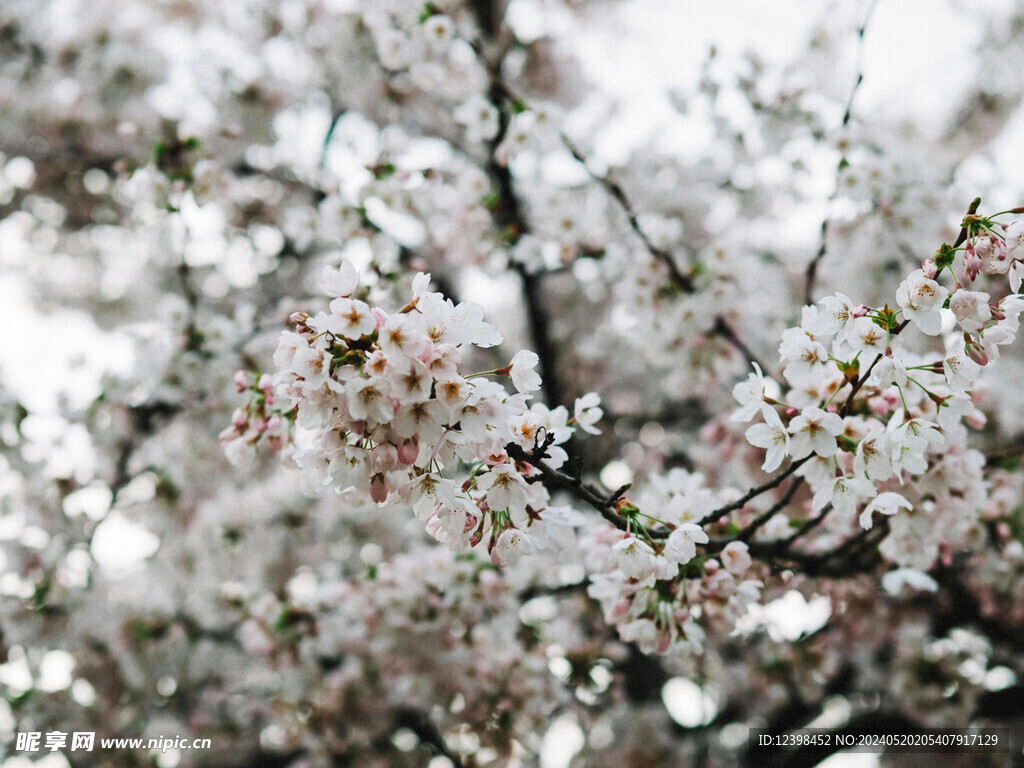 樱花