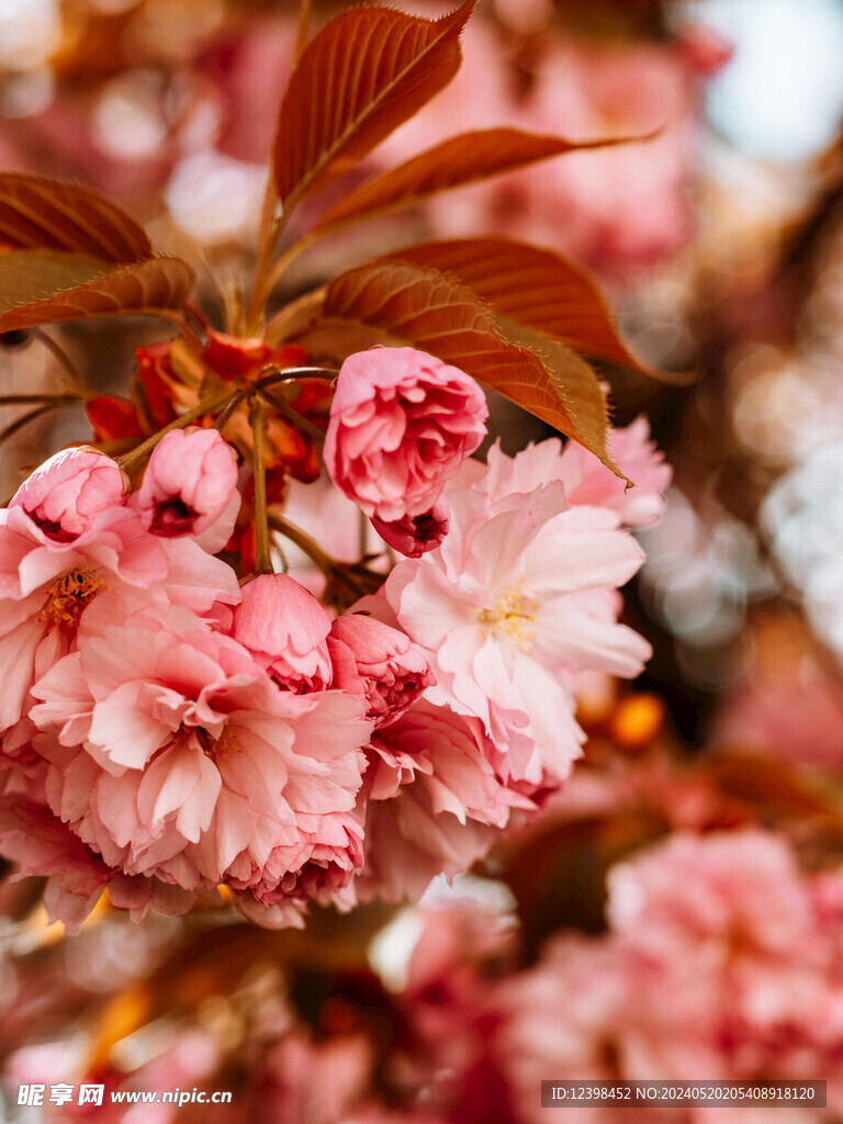 樱花