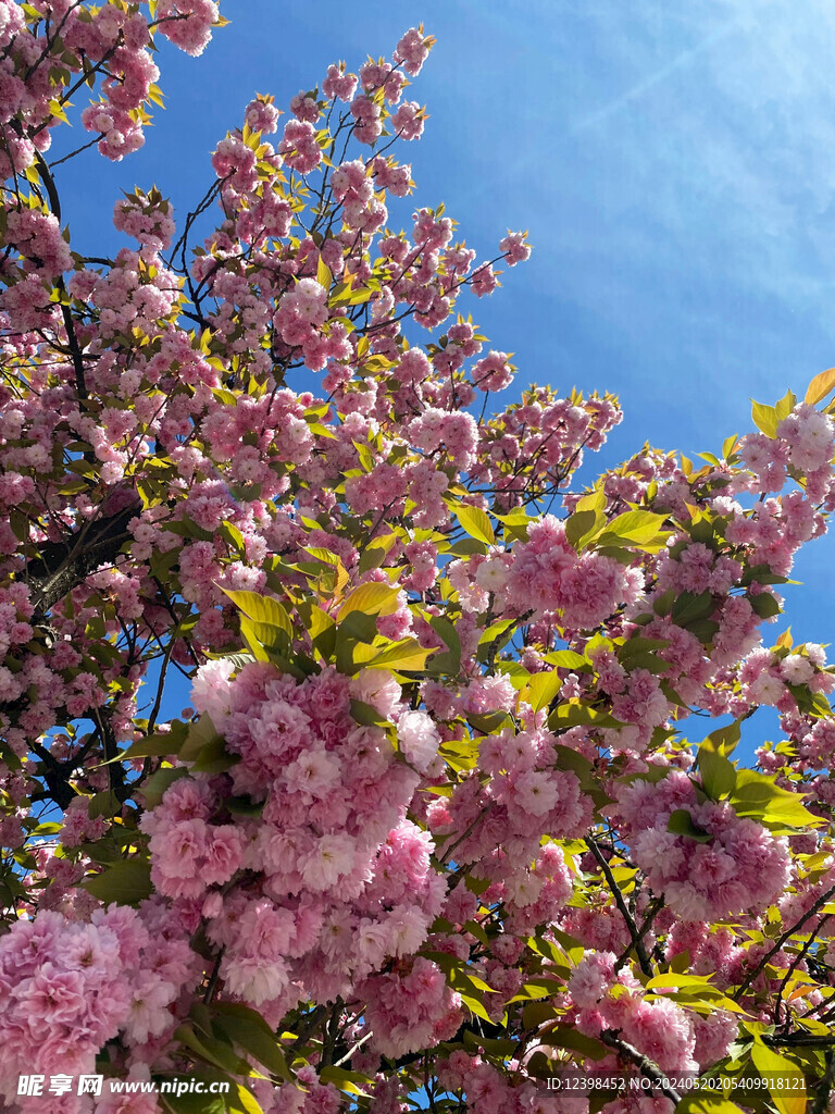 樱花