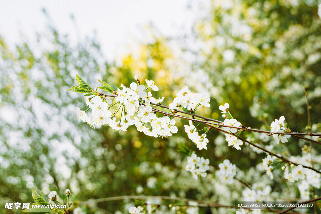 樱花
