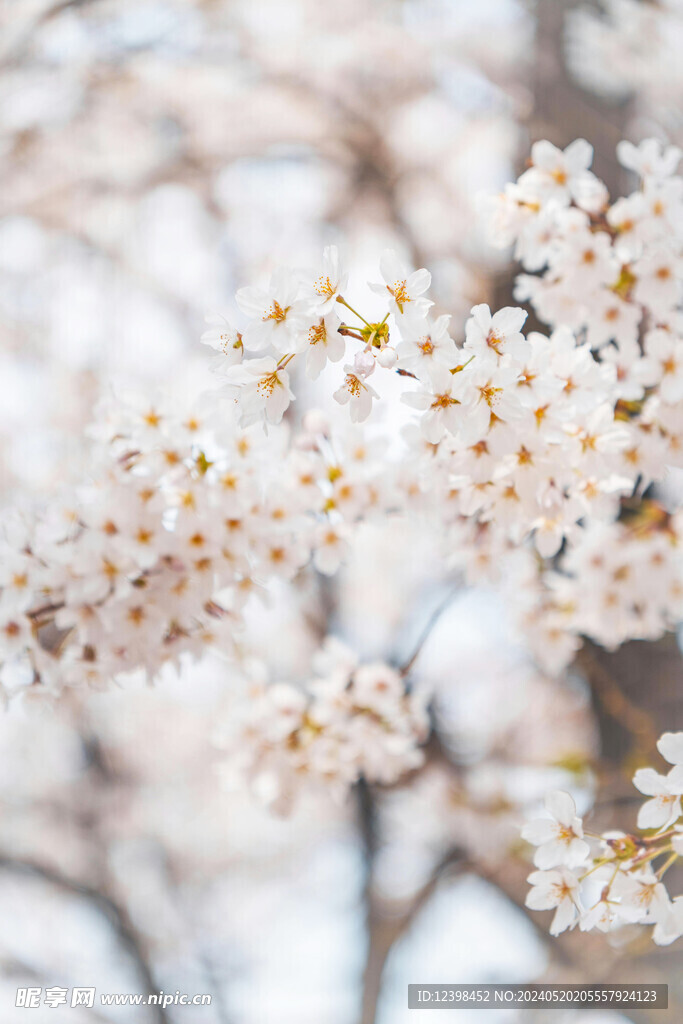 白色樱花