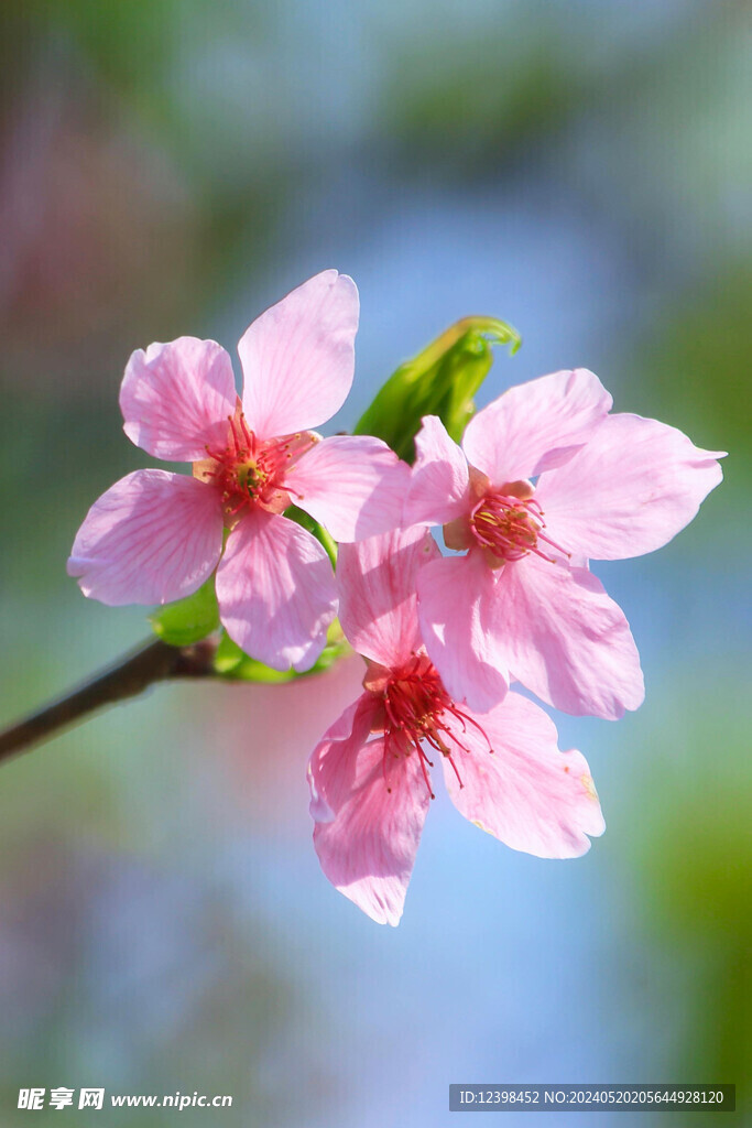 樱花