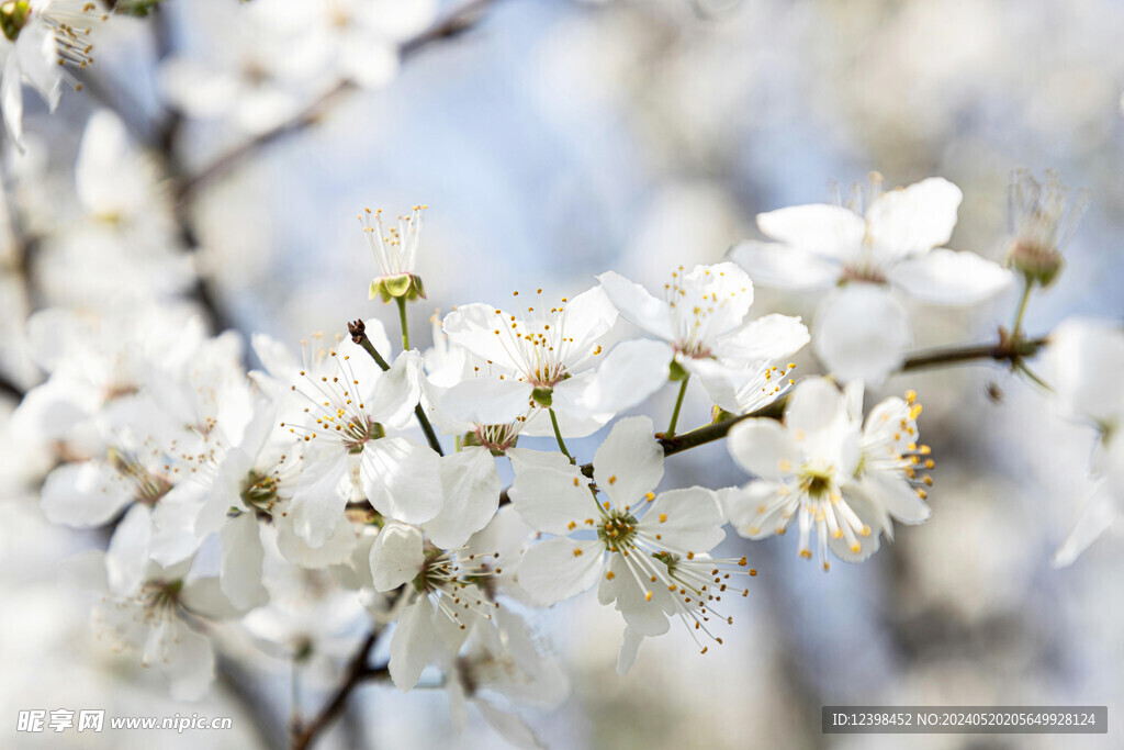 樱花