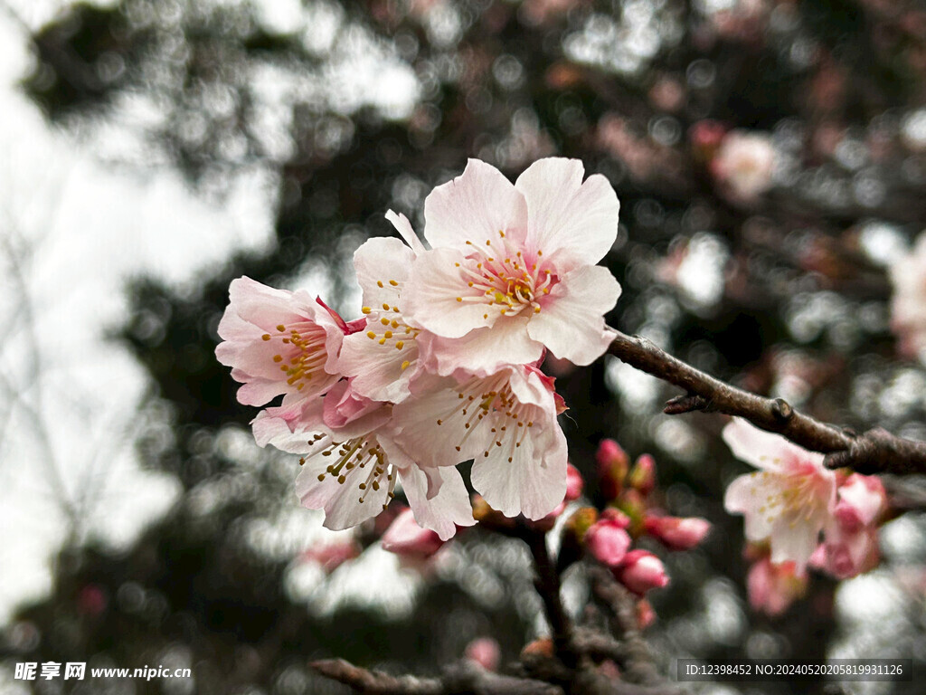 樱花