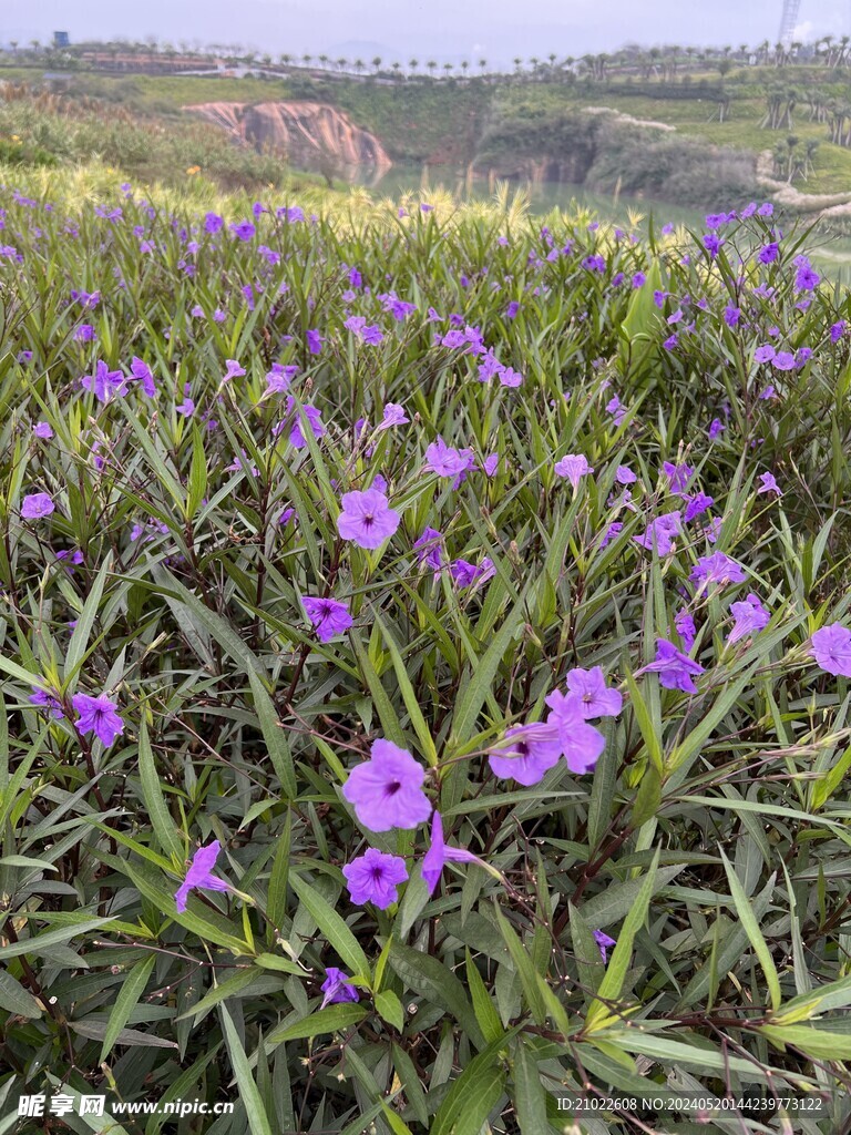 花草