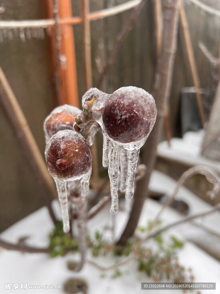 冻雨无花果