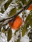 冻雨橘子
