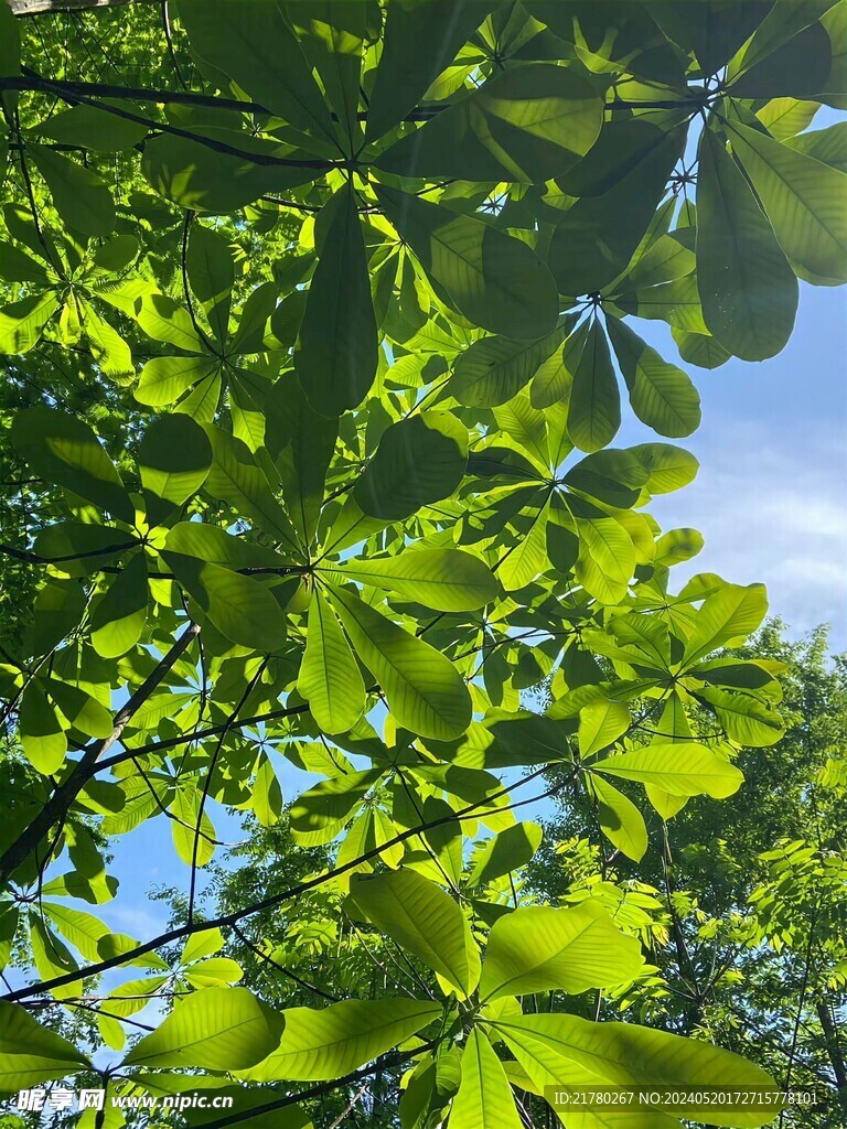 蓝天树叶