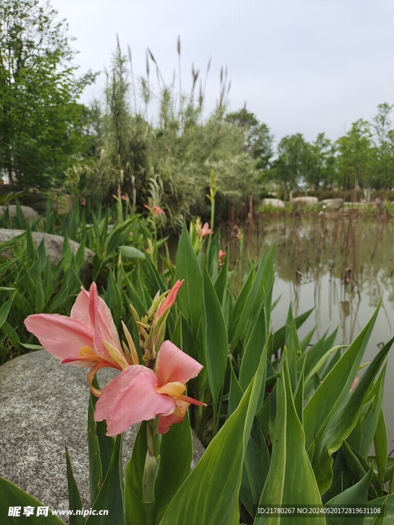 美人蕉开花