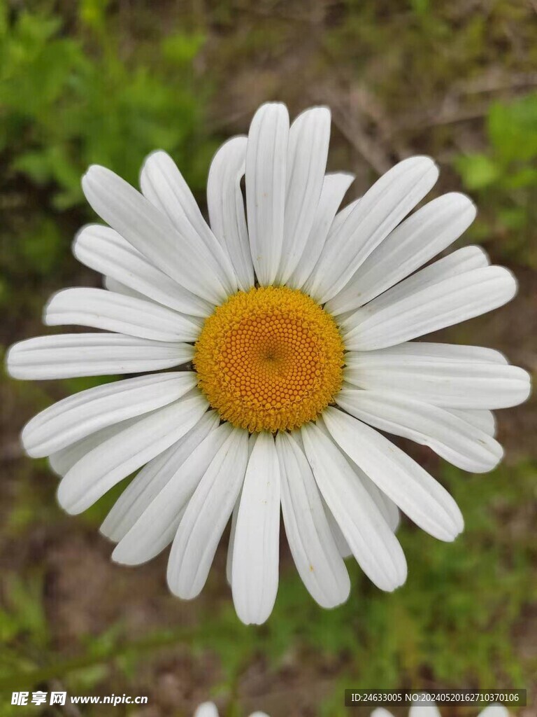 白菊花