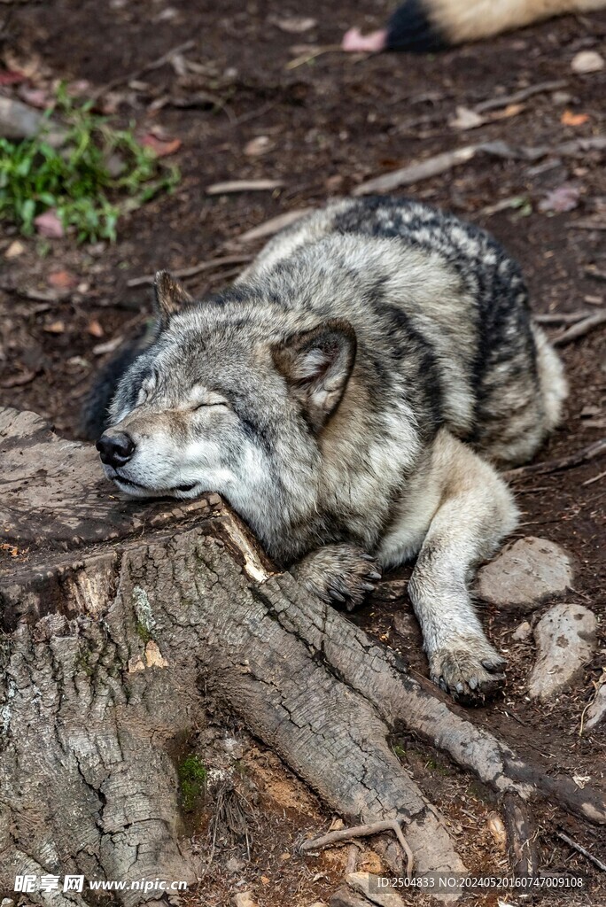 狼
