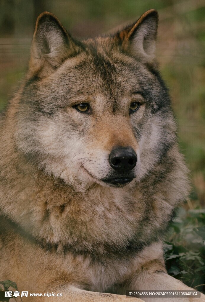 狼