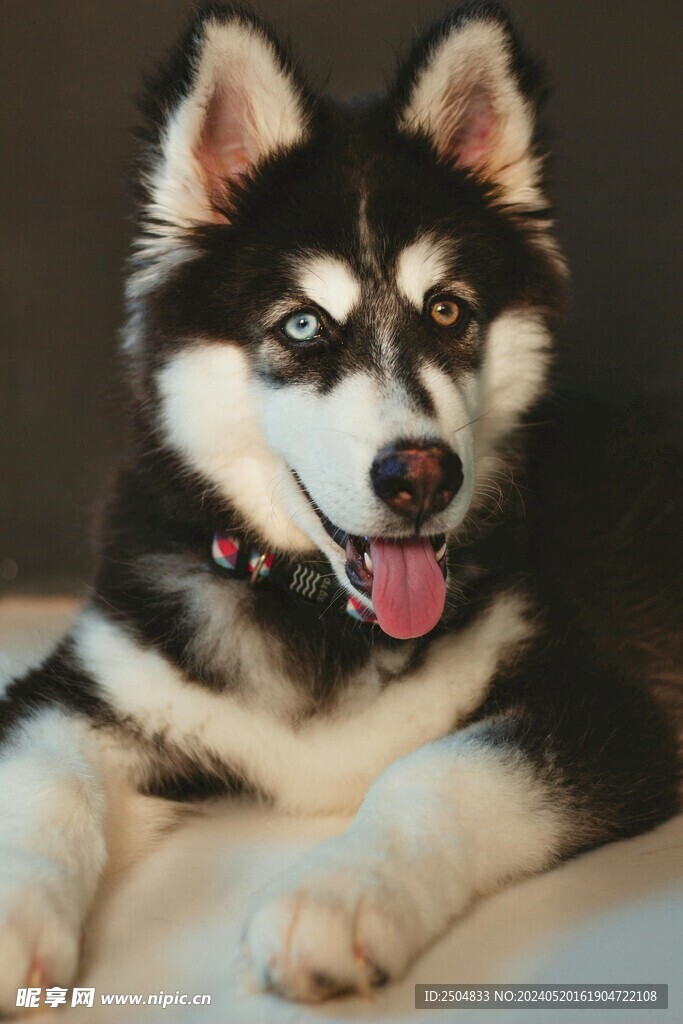 狼